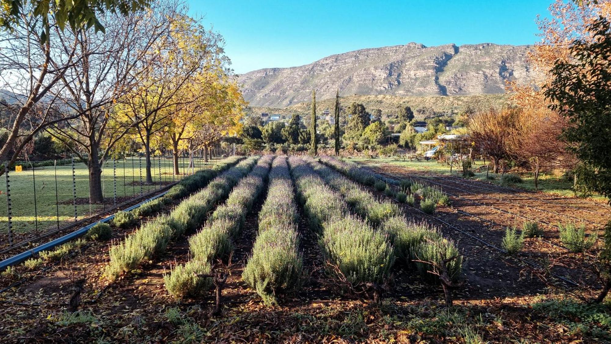 Lavendale On Laing * Barrydale